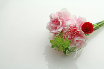 ピンク色のカーネーション