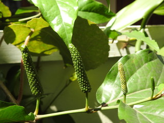 Green Long Pepper or pipli (Piper longum ), a spice