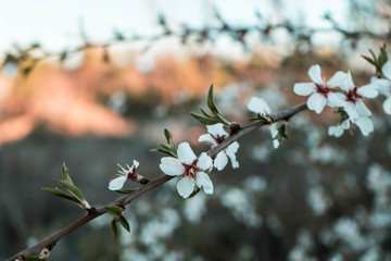 Almendro en flor