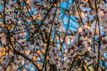 Almendro en flor