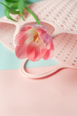  Beautiful pink tulip, on a colored background, with a pink bag, decoration in daylight