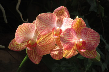 Fototapeta na wymiar Orchidee Orchideen - Porträt