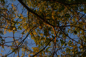 Luna entre las hojas 