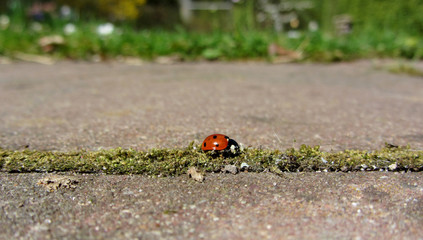 ladybird on moos