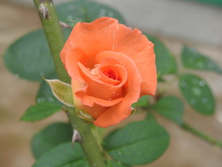 light orange rose flower