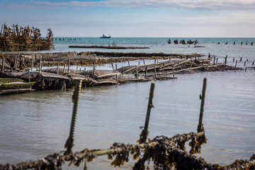 huîtres à Cancale