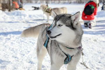 siberian husky in the snow