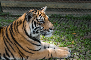 Big tiger sitting on the green grass