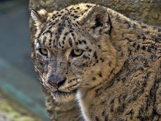 Portrait of sitting Female Snow Leopard, Uncia uncia