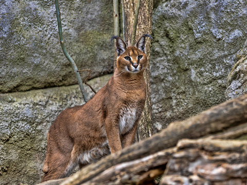 Portrait of sitting Jungle cat, Felis chaus
