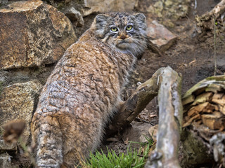 Pallas' cat, Otocolobus manul, is a very beautiful mountain cat