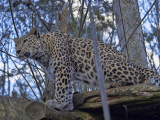 Fototapeta na wymiar Persian Leopard male, Panthera pardus saxicolor, sitting on a branch