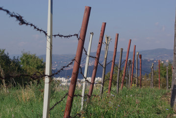 Fenced Garden 