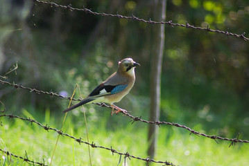 Jay on Barbed Wire