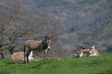 A hill with Donkeys sitting in the sun