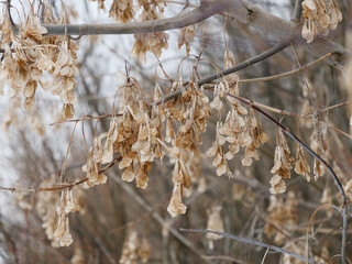 the beginning of spring. an icicle hanging on a tree.