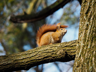 Squirrel on a branch of a tree
