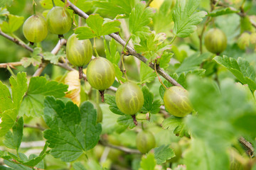 Green gooseberry berries