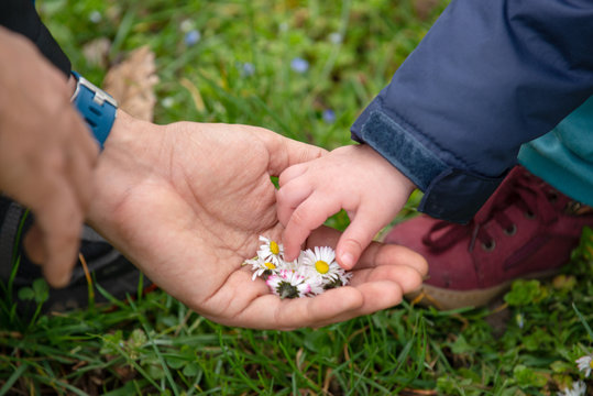 Parent and child picking flowers - holding daisies in the hand