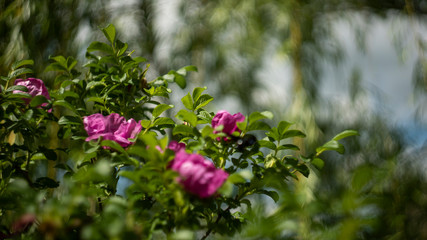 pink flowers in garden