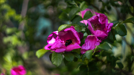 flower in the garden