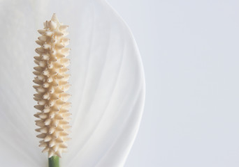 Fototapeta premium White Spathiphyllum on a light background
