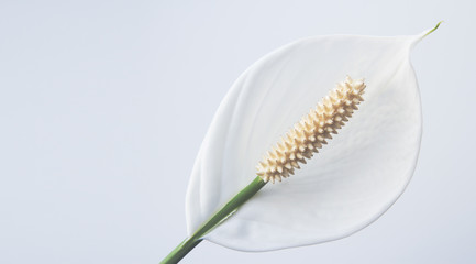 Fototapeta premium Flower Spathiphyllum on a light background copyspace
