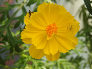 A spider and an insect on cosmos flower