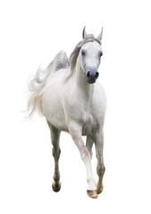 Naklejka na ściany i meble Beautiful arabain horse