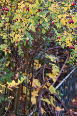 Garten  mit Holzrädern, bunte Farben, Herbst und Vogelbeeren