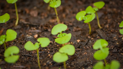 Closeup of a small basil plant growing on soil, part of an organic garden at home. Easy cultivating aromatics from scratch, have your own orchard at your house 