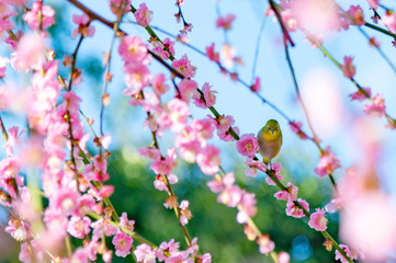 メジロと梅　城南宮