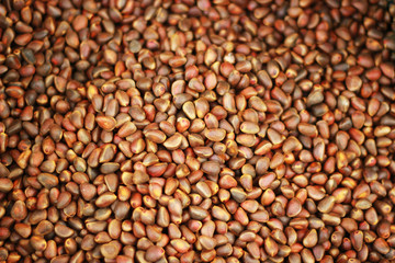 bulk background of ripe cedar nuts brown