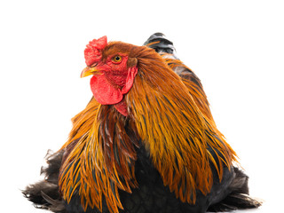 rooster Brahma isolated