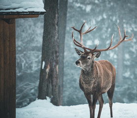 Beautiful red deer stag in snow covered Winter forest landscape
