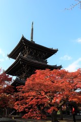 Fototapeta premium 真如堂の紅葉