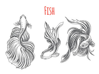Hand drawn vector sketch Betta splendens, Fantail Goldfish. Tattoo aquarium fish.