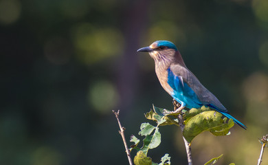 Indian Roller bird perched on a branch