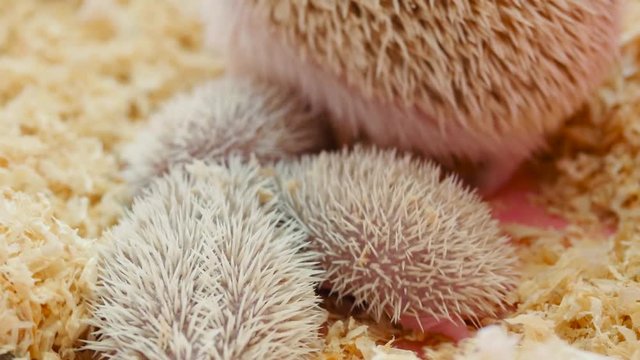 Hedgehog mother with her cubs. Little hedgehogs are looking for mom milk