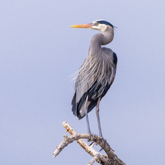 Great Blue Heron Perched on a Tree Limb.