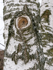 birch tree trunk with a knot and white bark.