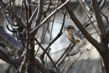 Fototapeta premium かわいいことり モズ（32）