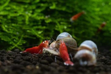 Super crystal red shrimps eating with ramshorn planorbidae snails in freshwater aquarium
