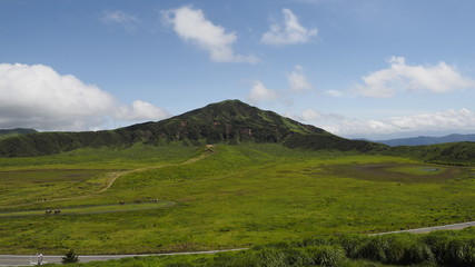 Fototapeta premium Mighty Green 