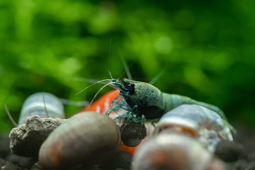Blue bolt caridina shrimp sharing food with ramshorn freshwater snails