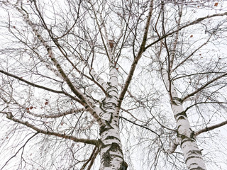 the beginning of spring. birdhouse high on birch.