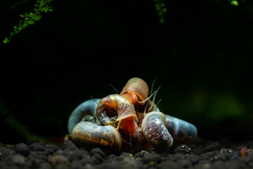 Group of ramshorn snails (planorbidae) eating food on the bottom of freshwater aquarium