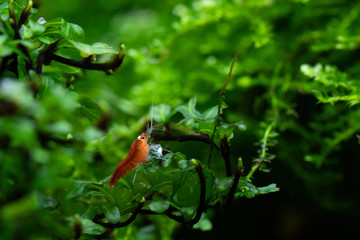 Fototapeta na wymiar Baby super crystal red shrimp holding on aquatic fern (Hymenophyllaceae sp. Wayanad) stem in freshwater aquarium
