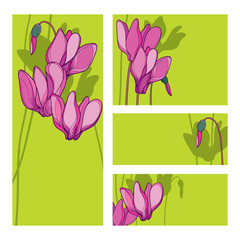 Invitation card with bouquet of pink Cyclamen or Alpine violet bunch, bud and stem on the green background.