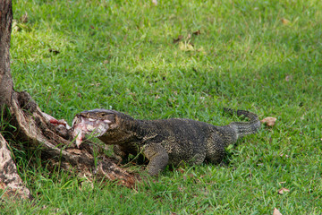 A large scaly monitor lizard in a park in Thailand hunts and eats a bird on the grass. Wild Animals of Asia